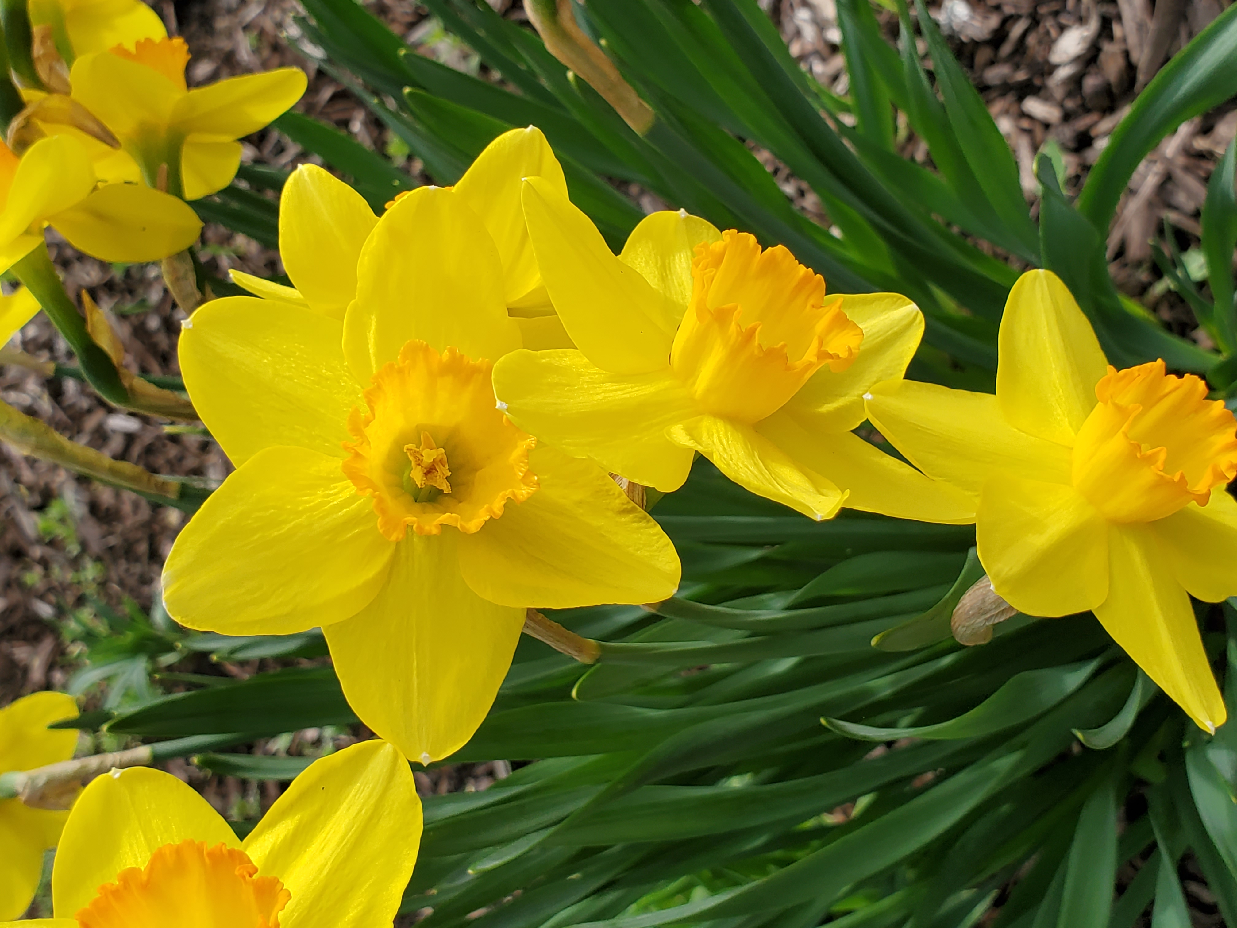 A close up photo of a yellow Daffodil in the wild