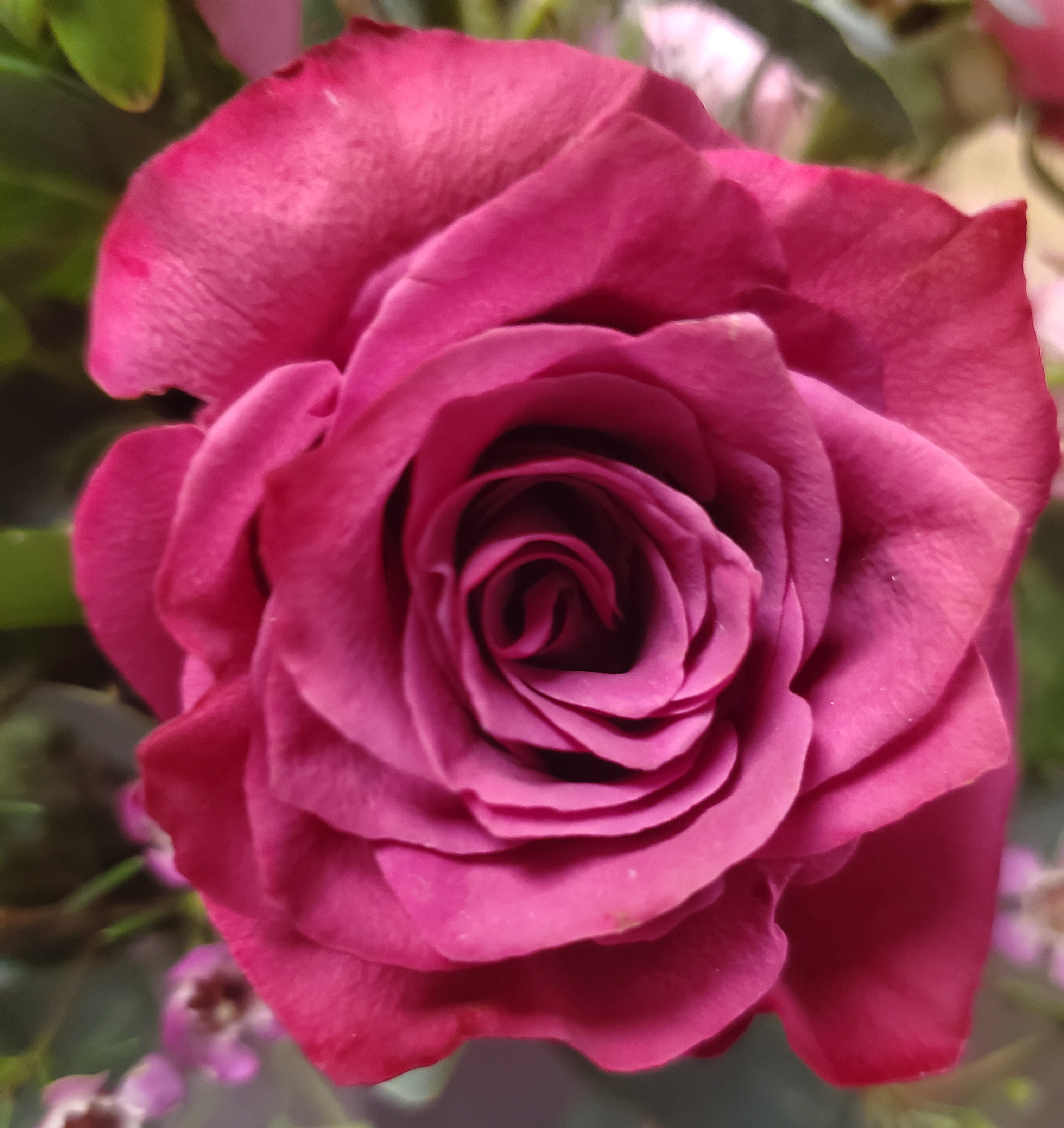 A close up photo of a Ranunculus flower