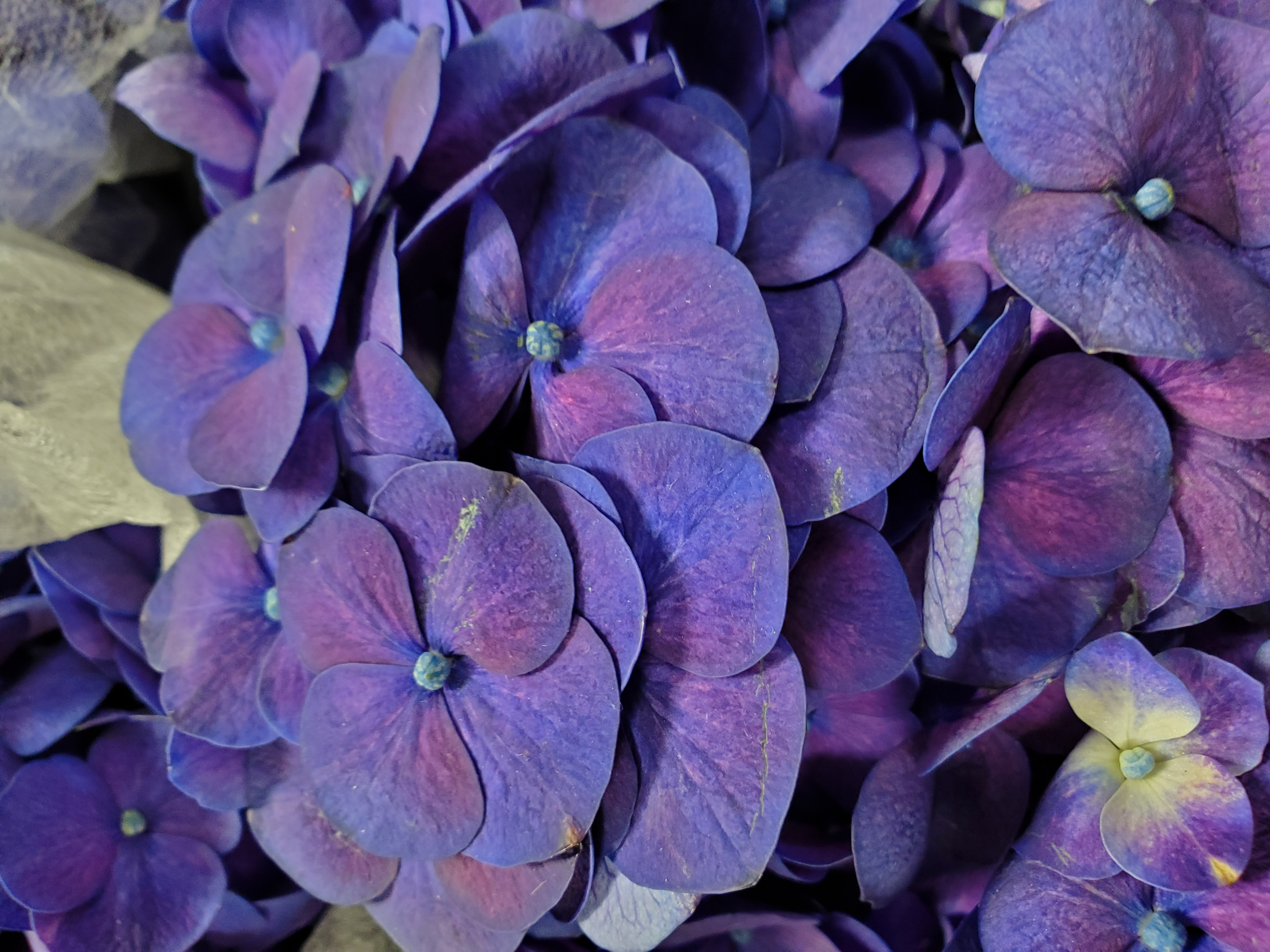 A close up photo of purple Hydrangeas